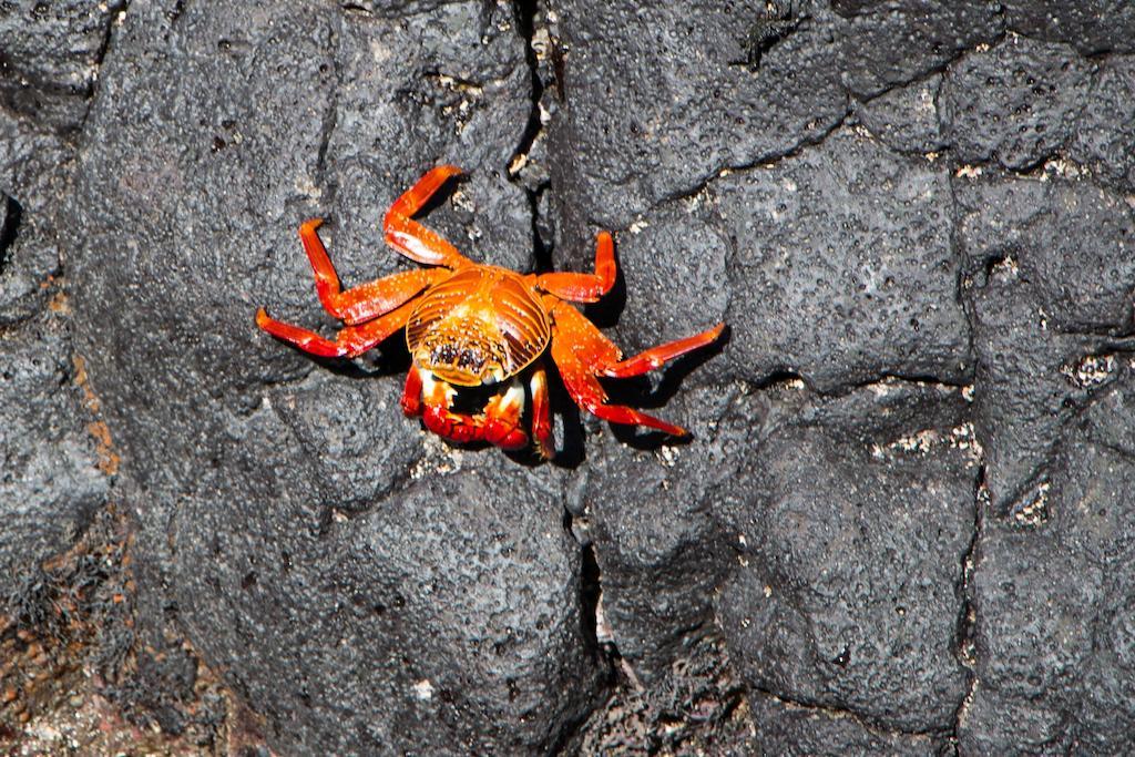 Chez Manany Galapagos Ecolodge Puerto Villamil Εξωτερικό φωτογραφία