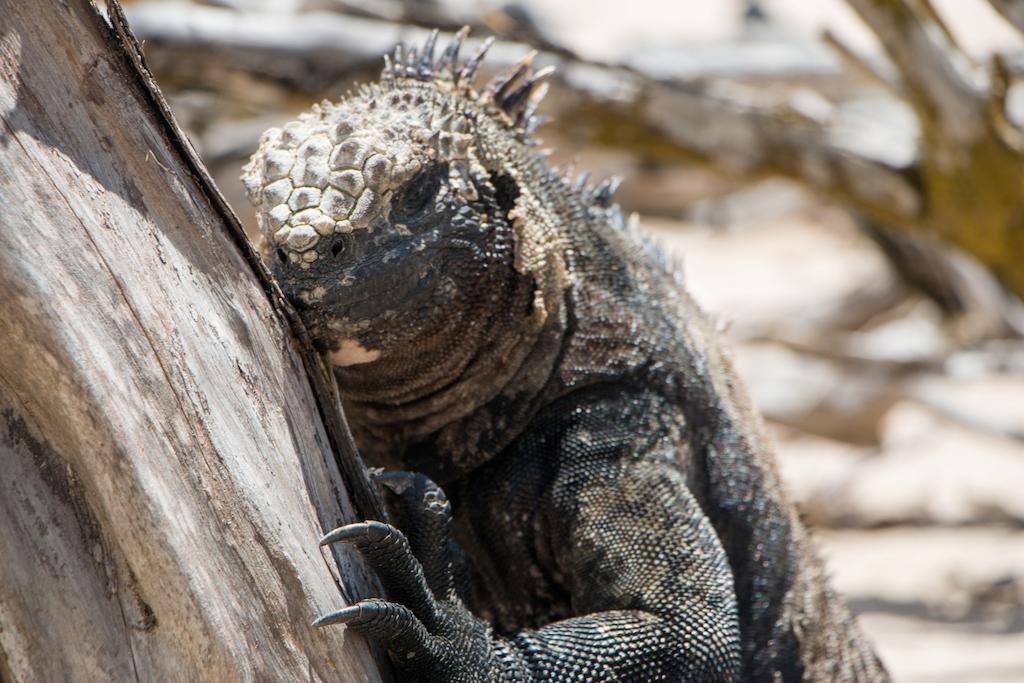 Chez Manany Galapagos Ecolodge Puerto Villamil Εξωτερικό φωτογραφία