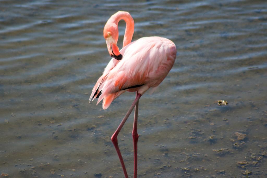 Chez Manany Galapagos Ecolodge Puerto Villamil Εξωτερικό φωτογραφία