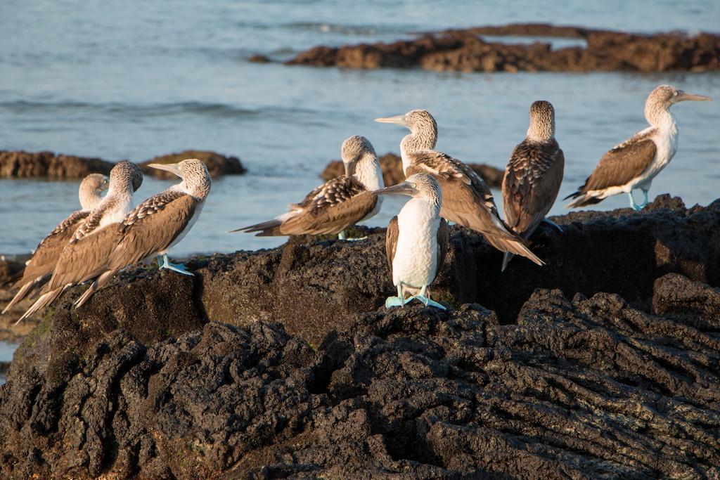 Chez Manany Galapagos Ecolodge Puerto Villamil Εξωτερικό φωτογραφία