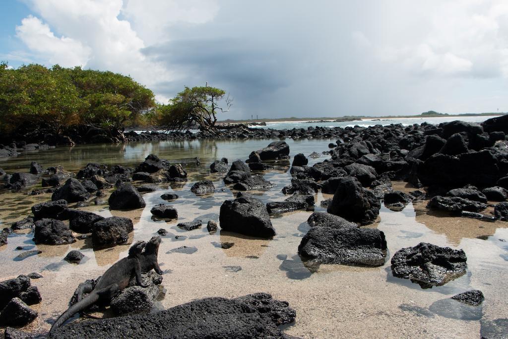 Chez Manany Galapagos Ecolodge Puerto Villamil Εξωτερικό φωτογραφία