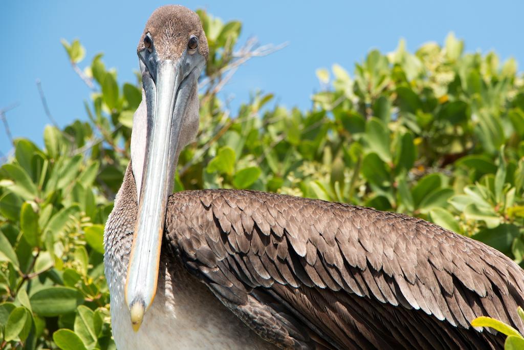 Chez Manany Galapagos Ecolodge Puerto Villamil Εξωτερικό φωτογραφία
